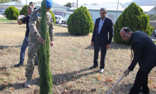 Ağacəkmə aksiyası keçirilib