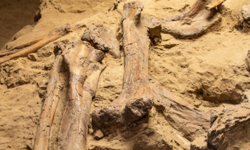 167 milyon illik dinozavr qalığı tapıldı